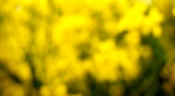 خیلی خیلی کوچک (2) (فصل بلوط)